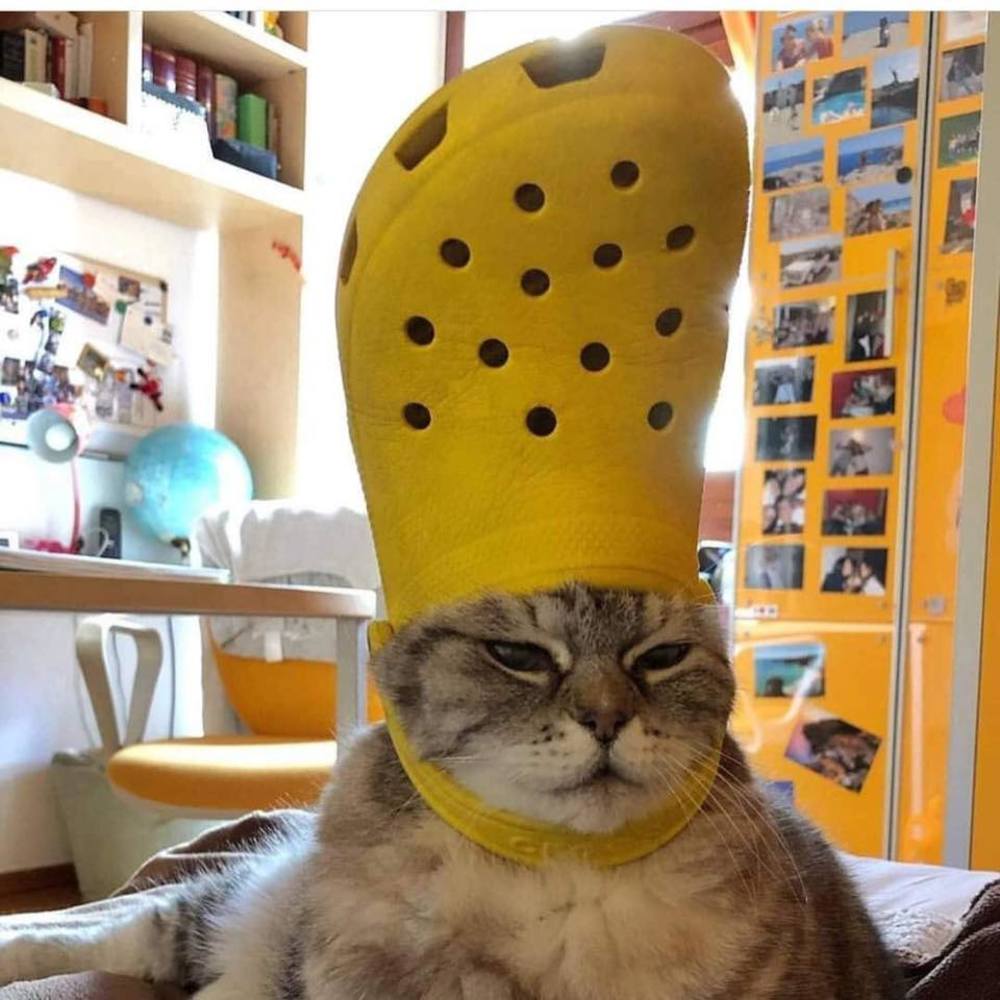 Meet your Posher, Hoang